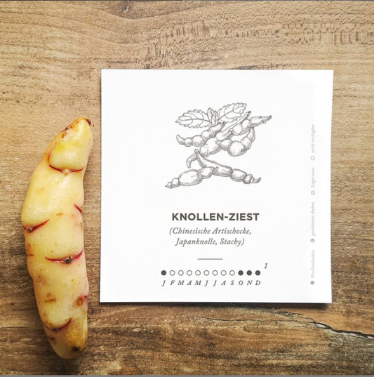 Knollenziest – seltene Gemüse