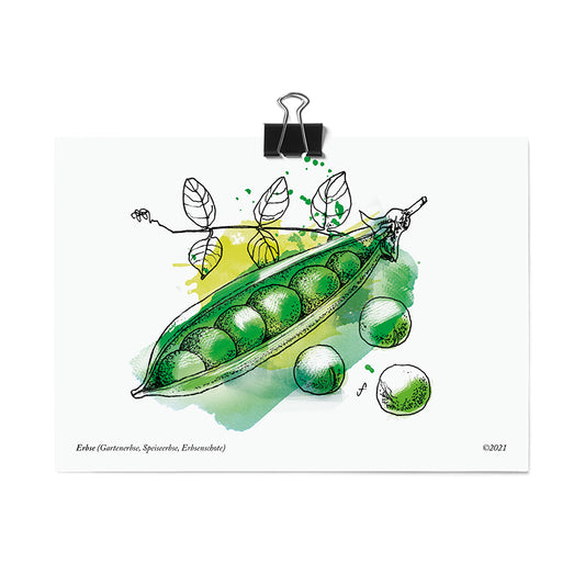 Postkarte Erbse