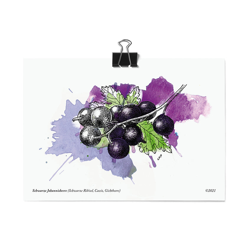 Postkarte Schwarze Johannisbeere