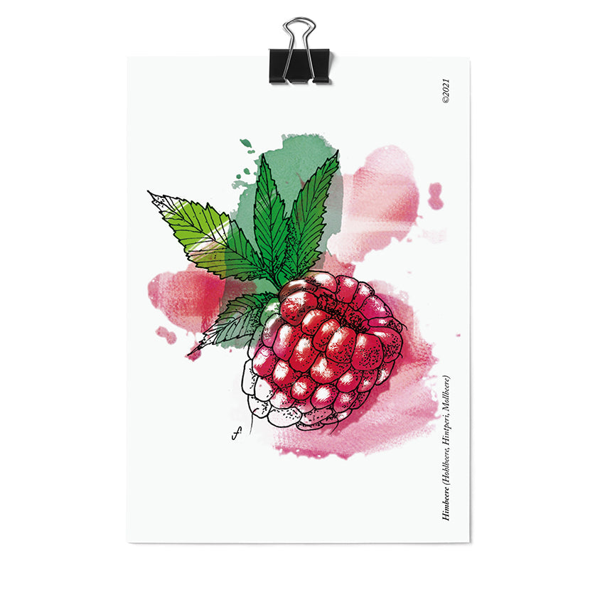 Postkarte Himbeere